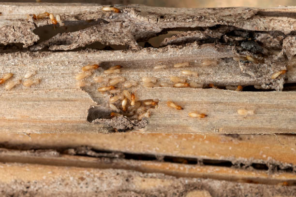 Best Ant Control Services  in Kelseyville, CA