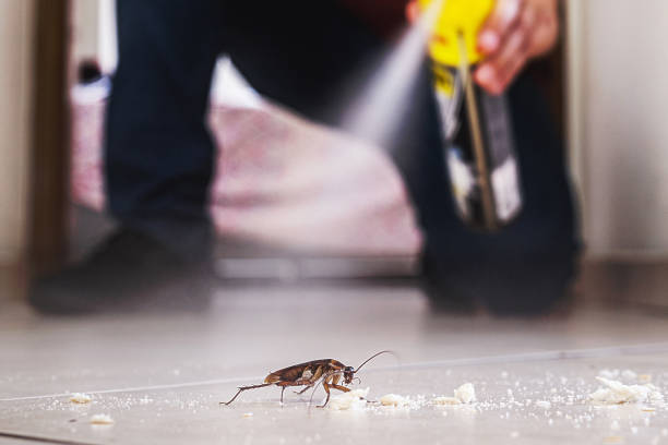 Best Pest Control for Homes  in Kelseyville, CA